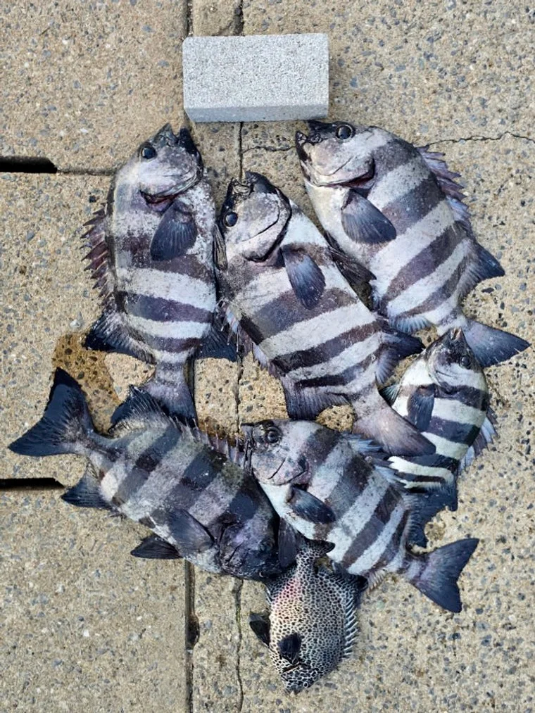 대마도 낚시 2박3일 세트팩(선박+숙박+렌터카) 벵에돔 무늬오징어 낚시왕 배편 상세 이미지 1