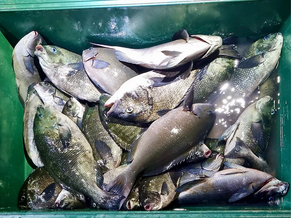 대마도 낚시 2박3일 세트팩(선박+숙박+렌터카) 벵에돔 무늬오징어 낚시왕 배편 상세 이미지 3