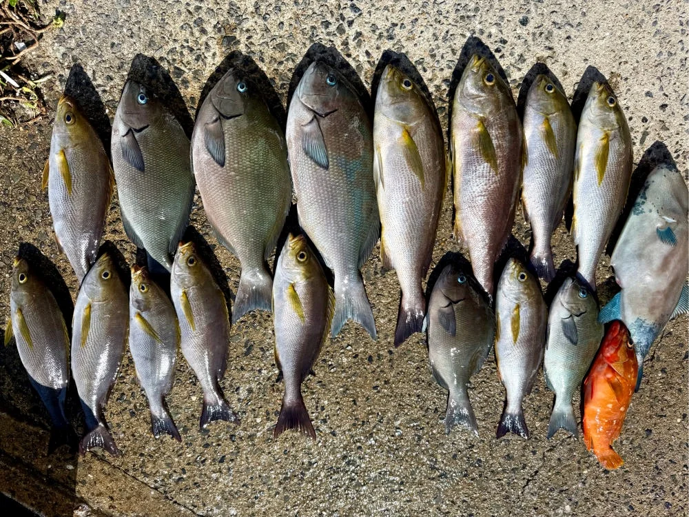 대마도 낚시 2박3일 세트팩(선박+숙박+렌터카) 벵에돔 무늬오징어 낚시왕 배편 상세 이미지 6
