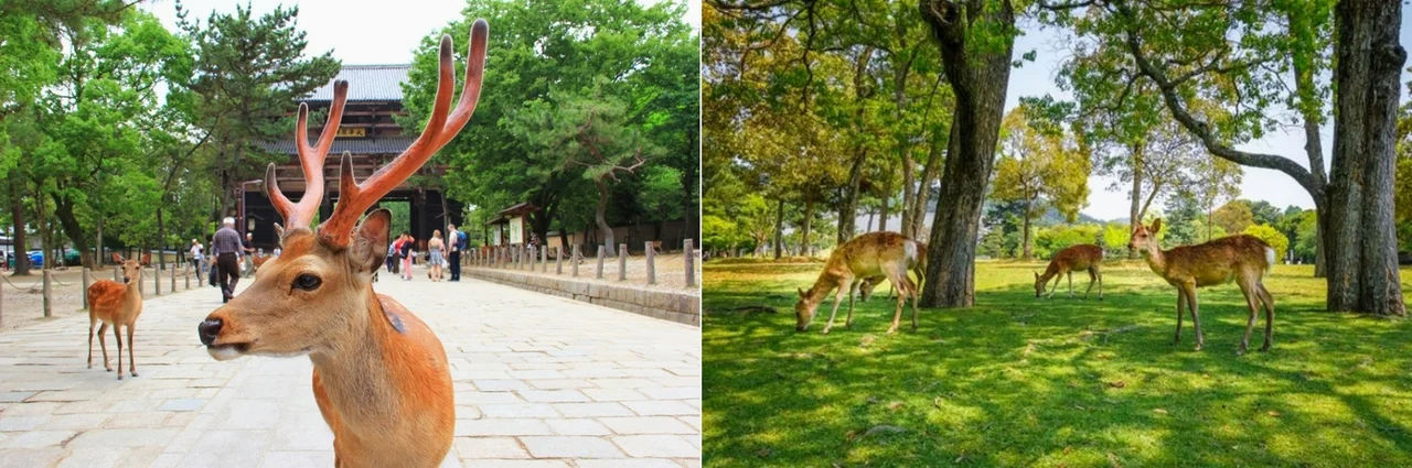 김포출발[고즈넉한 중정,간사이 파인빌라] 교토/고베/나라/오사카 4일 [팁+자유식비 포함/USJ선택가능] DAY 3 여행 사진
