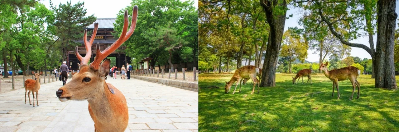 김포출발[고즈넉한 가을 중정, 간사이 파인빌라]교토/고베/나라/오사카 4일[팁+자유식비 포함/USJ선택] DAY 3 여행 사진